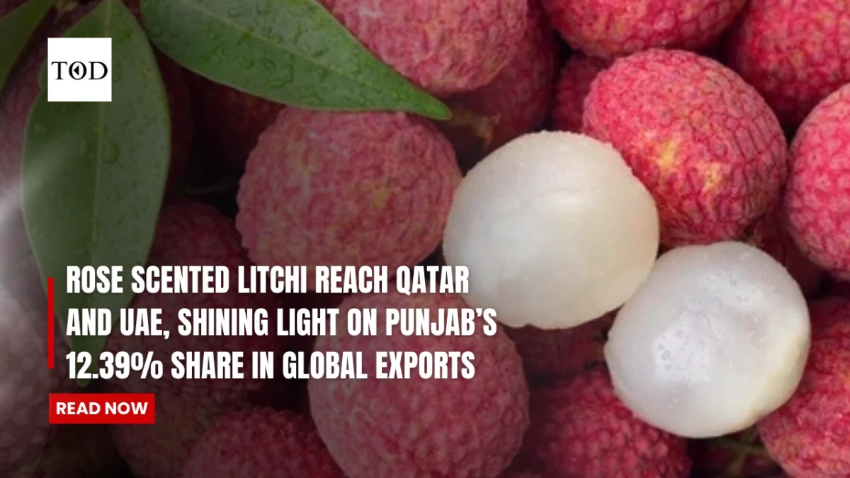 Rose scented litchi reach qatar and uae shining light on punjabs 12 39 share in global exports times of dubai