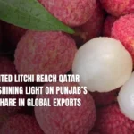 Rose Scented Litchi Reach Qatar And UAE, Shining Light On Punjab's 12.39% Share In Global Exports