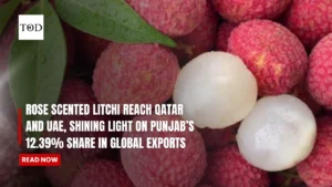 Rose Scented Litchi Reach Qatar And UAE, Shining Light On Punjab's 12.39% Share In Global Exports