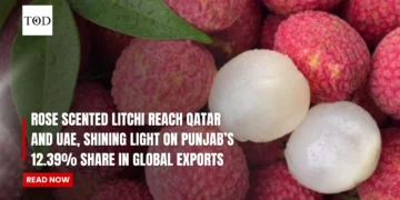 Rose Scented Litchi Reach Qatar And UAE, Shining Light On Punjab's 12.39% Share In Global Exports