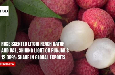 Rose Scented Litchi Reach Qatar And UAE, Shining Light On Punjab's 12.39% Share In Global Exports