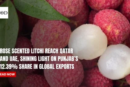 Rose Scented Litchi Reach Qatar And UAE, Shining Light On Punjab's 12.39% Share In Global Exports