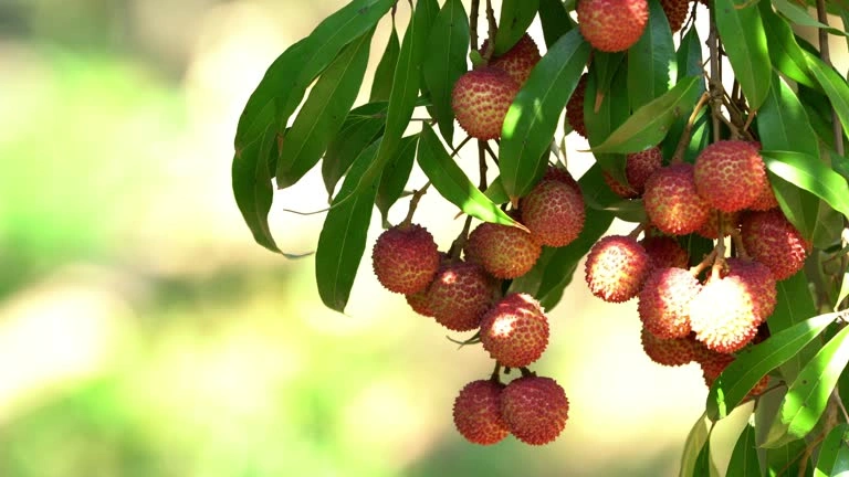 Rose Scented Litchi Reach Qatar And UAE, Shining Light On Punjab's 12.39% Share In Global Exports
