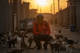 Quiet Guardian of Al Quoz: Feeding Hope for Stray Cats in Dubai