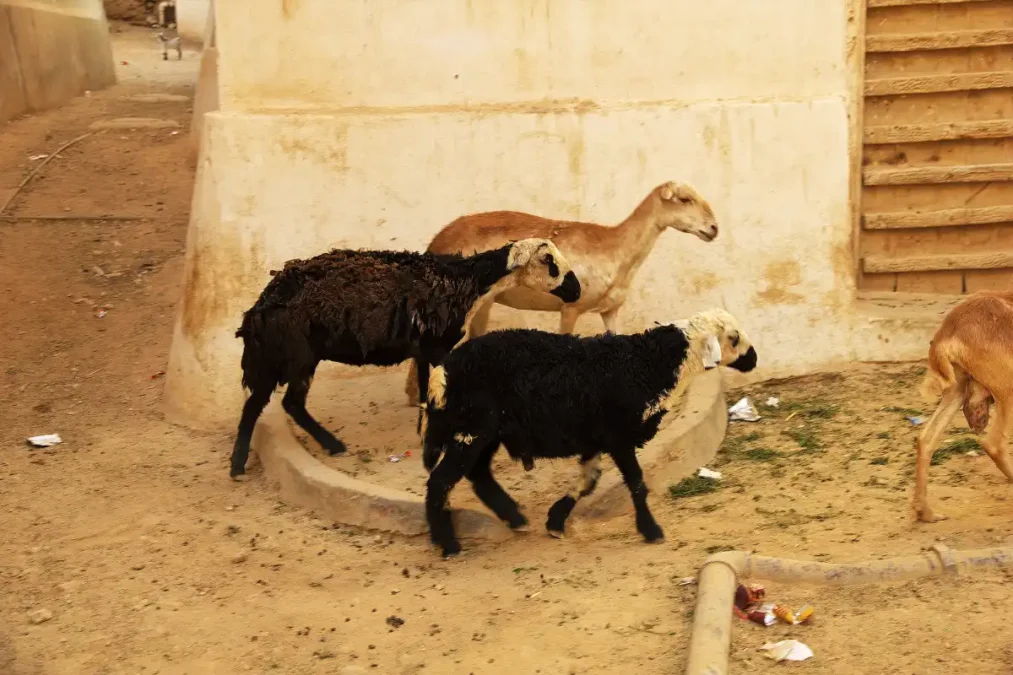 image - Times of Dubai Eid al adha activities in dubai times of dubai