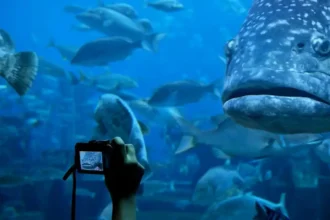 Dubai aquarium and underwater zoo dubai summer activities times of dubai