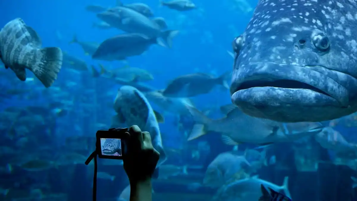 Dubai aquarium and underwater zoo dubai summer activities times of dubai
