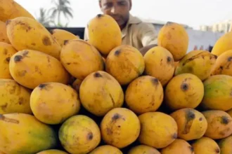 Pakistani mangoes times of dubai