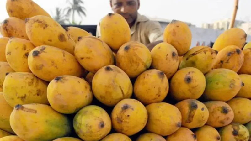 Pakistani mangoes