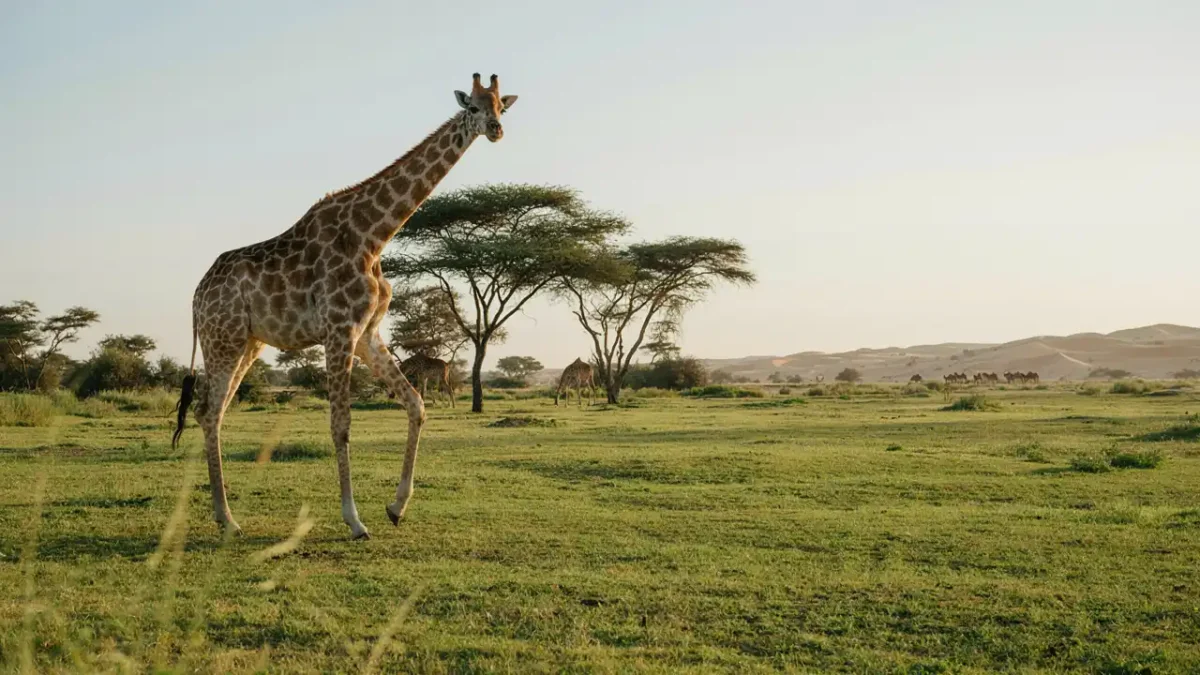 Giraffe walking through a natural looking habitat at dubai safari park times of dubai