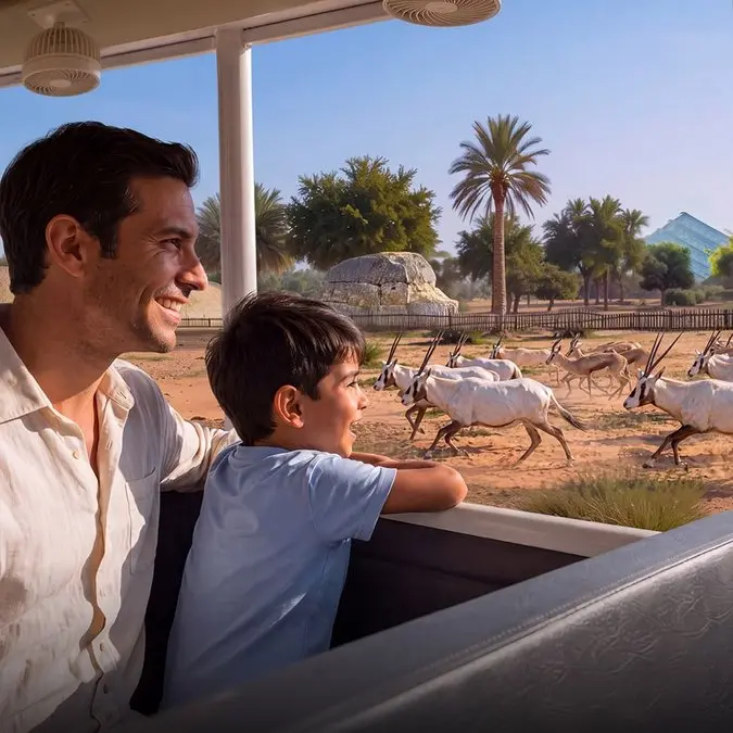 Dubai Safari Park reopens - Times of Dubai Giraffe walking through a natural looking habitat at dubai safari park times of dubai
