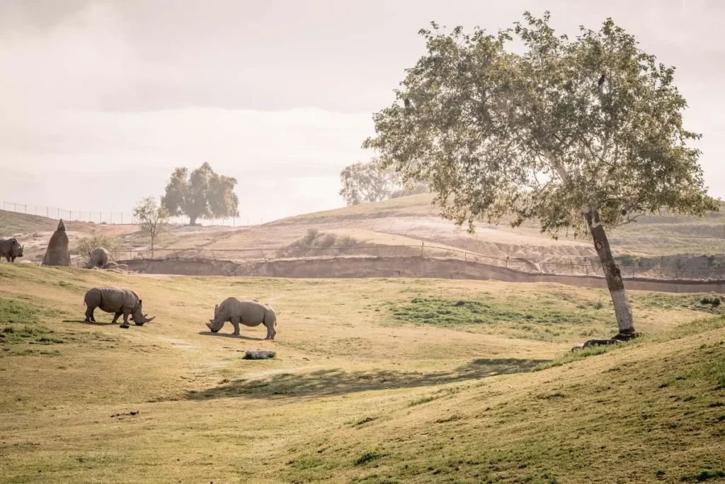Dubai Safari Park Provides a 50 percent Discount to celebrate the UAE National Day
