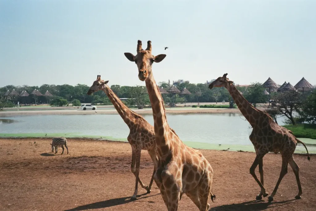 Dubai Safari Park Provides a 50 percent Discount to celebrate the UAE National Day

