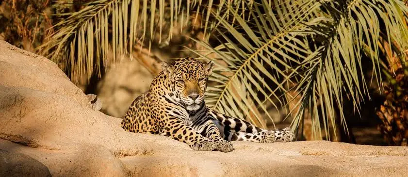 Best Places to Visit in Kalba and Khorfakkan