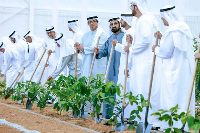 Tree Plantation Project in Dubai