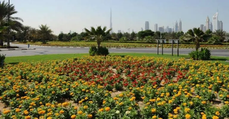 Tree Plantation Project in Dubai