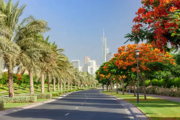 Tree Plantation Project in Dubai