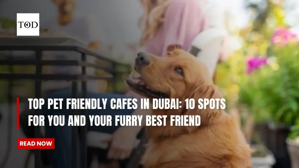 Top Pet Friendly Cafes in Dubai