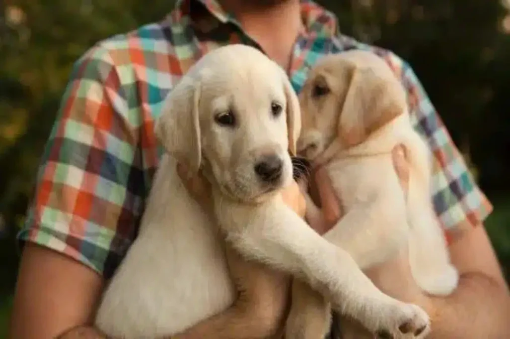 Abu Dhabi Mandatory Pet Registration: What All Pet Owners Need To Know Before February 3rd, 2026 3 pet registration