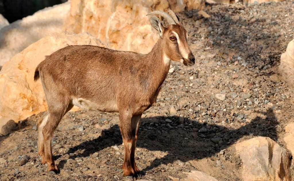Things To Do In Fujairah 2025: From Food To Fun