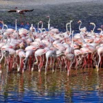 Things to Do in Dubai Under DH 1