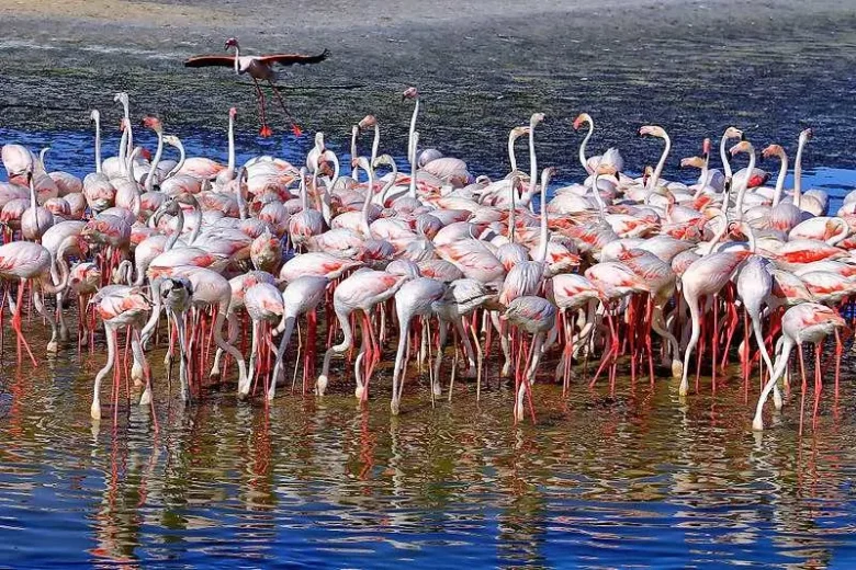 Things to Do in Dubai Under DH 1