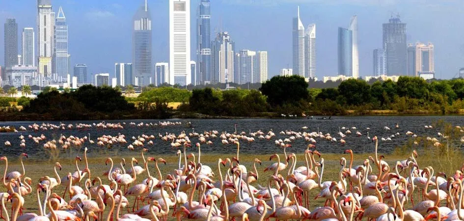 image - Times of Dubai Free things to do in dubai times of dubai