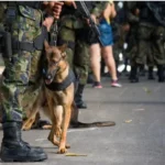 UAE Drug Seizure: Dh 10.64 Billion Worth of Narcotics Seized