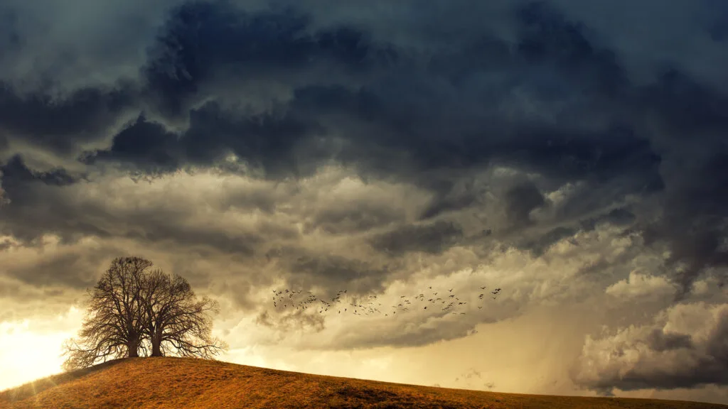 tree in desert under white clouds during daytime - Times of Dubai Uae weather alerts rain dust and safety warnings as uae weather shifts suddenly times of dubai